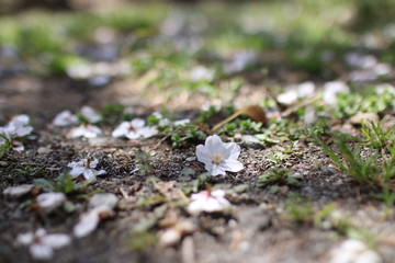 sakura in spring