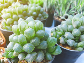 haworthia, one of the species of the cactus