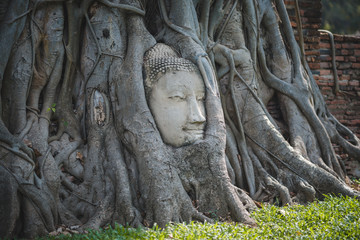 The head of the Buddha at the root of the pipal tree inside Wat Mahathat temple in Ayutthaya province, Thailand.