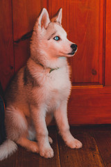 Siberian beautiful husky puppy, portrait at home.