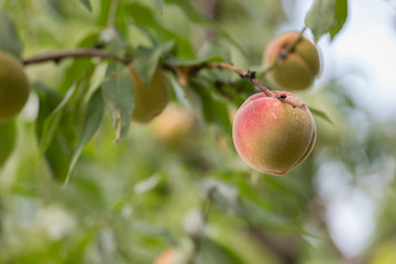 Peach tree, branch with a ripe fruits and green leaves. Shallow depth of focus,  bokeh.