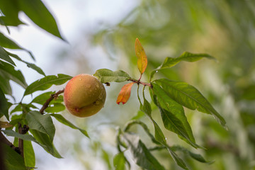 Peach tree, branch with a ripe fruit and green leaves. Shallow depth of focus,  bokeh.