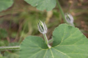 Undissolved pumpkin flower, plants in the garden.