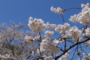 sakura in spring