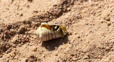 Hermit crabs decapod crustaceans of the superfamily Paguroidea. The crab hides in the shell, which is located on the sand.