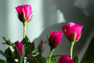 Fototapeta premium Colorful flower closeup background