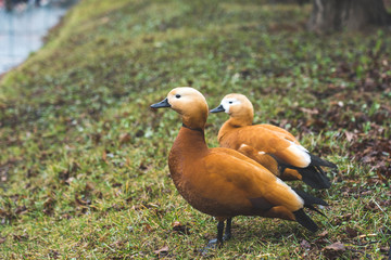 A pair of Red Ducks on the shore of a pond, tinted image, selective focus