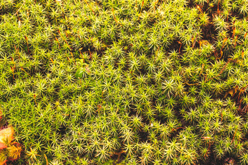 green moss, top view background image, swamp vegetation, selective focus, tinted image