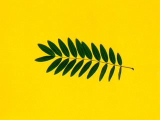 Green leaves on a bright yellow background.