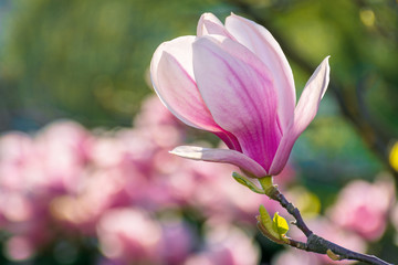 blossom of magnolia tree. beautiful pink flowers on the branches in sunlight. wonderful spring...