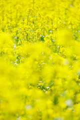 Obraz premium 美しい菜の花畑