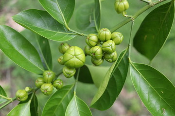 Young green fruit of False lime tree and dark green leaves on branch( selective focus on leaf), Thailand.