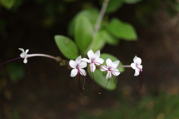 White flowers of Seaside Clerodendron or Petit Fever Leaves are on shoot and blur green leaves background, Thailand.