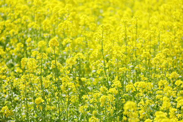 Obraz premium 美しい菜の花畑