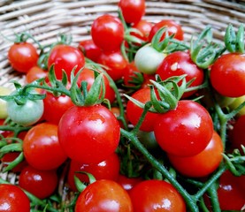 tomatoes on the vine