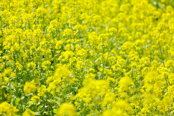 美しい菜の花畑