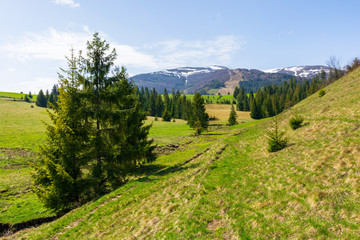 Fototapeta na wymiar valley of borzhava mountain range in springtime. small brook among spruce trees on the green grassy meadow. beautiful rural landscape on a sunny day. snow on the summits