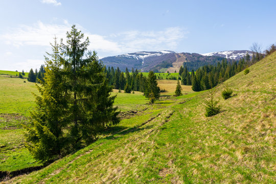 valley of borzhava mountain range in springtime. small brook among spruce trees on the green grassy meadow. beautiful rural landscape on a sunny day. snow on the summits