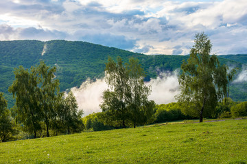 clouds and fog rising above the beech forest. morning mountain scenery of carpathians in spring. green grass on the meadow on the foreground