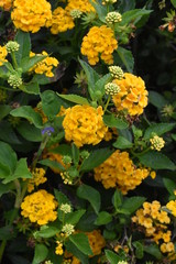 yellow flowers in garden