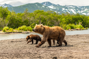 Fototapeta premium Ruling the landscape, brown bears of Kamchatka (Ursus arctos beringianus)