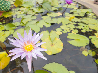 Lotus in the lotus pond