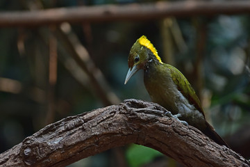 Greater yellownape (Chrysophlegma flavinucha), perched on a tree log