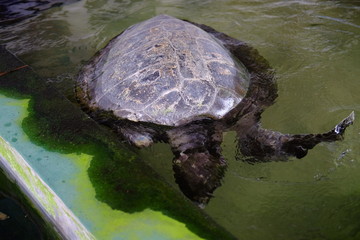 Big turtles in the water.