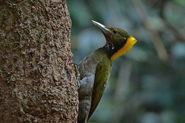 Greater yellownape (Chrysophlegma flavinucha), perched on a tree log