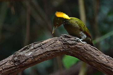 Greater yellownape (Chrysophlegma flavinucha), perched on a tree log