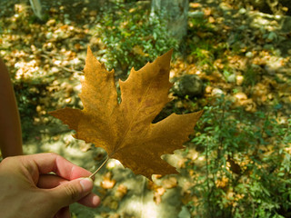 Colors of autumn
