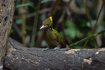 Greater yellownape (Chrysophlegma flavinucha), perched on a tree log