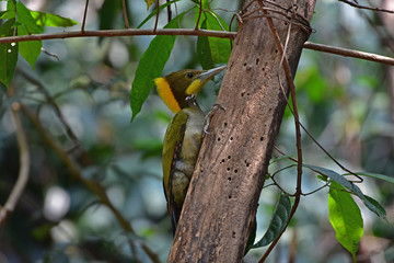 Greater yellownape (Chrysophlegma flavinucha), perched on a tree log