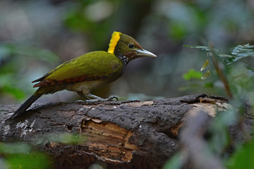 Greater yellownape (Chrysophlegma flavinucha), perched on a tree log