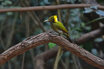 Greater yellownape (Chrysophlegma flavinucha), perched on a tree log