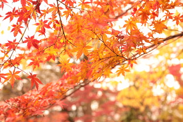 紅葉