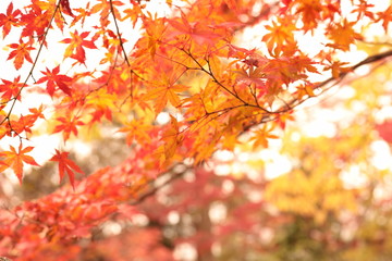 紅葉