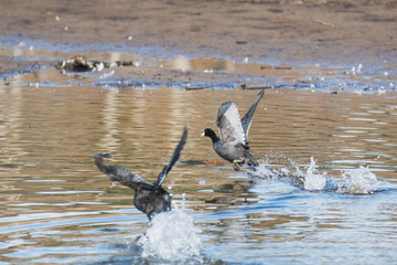 Two American coots  running across the surface of the water.   Vancouver BC Canada