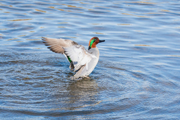 A Green-winged teal in a pond spreading its wings and splashing around.    Vancouver BC Canada