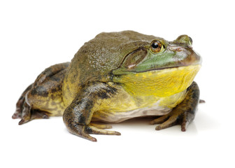 Bullfrog, Rana catesbeiana, against white background, studio shot