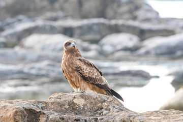 仁右衛門島にいた鳶　千葉県鴨川市　日本