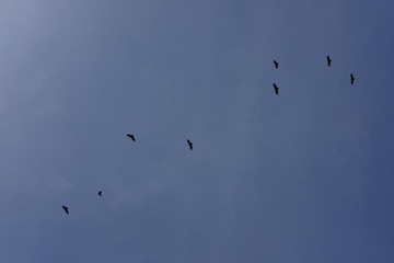 flock of birds flying in blue sky