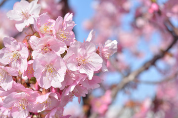 桜の花  青空