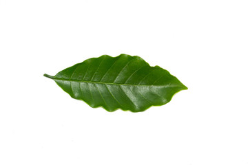 Coffee leaf isolated on white background