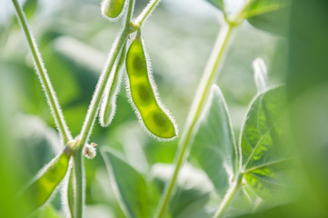 Young pod of soybean plant in an agricultural field against the light. Soybean seeds in a pod on a growing plant. Soybean crops.