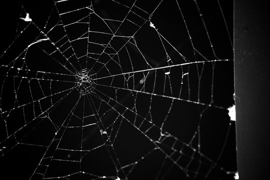 Abstract dark monochrome background with old spider web