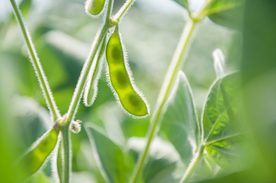 Young pod of soybean plant in an agricultural field against the light. Soybean seeds in a pod on a growing plant. Soybean crops.