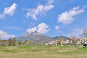 Fototapeta premium 桜と磐梯山 猪苗代 桜 観音寺川さくら並木 会津 福島 春 桜 青空 絶景 磐梯山 絶景 
