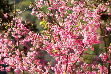 Cherry blossom tree in  Chiang MaiThailand