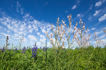 Green fields of blooming flowers of purple lupins on a background of blue sky with clouds. Israel